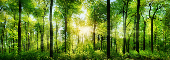 Klimawandel: Mehr CO² lässt Bäume schneller wachsen