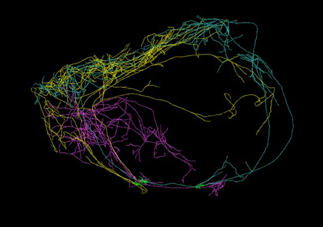 Ursprung des Bewusstseins entdeckt? Riesige Nervenzelle umgibt das gesamte Gehirn