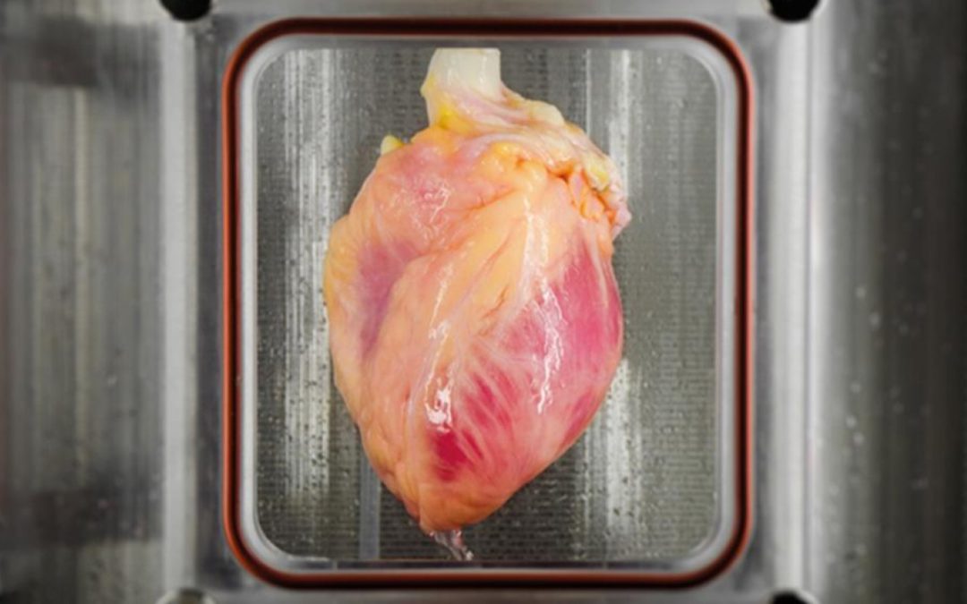 Tissue Engineering: Wissenschaftler züchten ein funktionierendes Herz