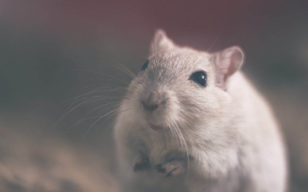 Medizinischer Durchbruch: Eine Art „Krebsimpfung“ beseitigt alle Spuren von Krebs in Mäusen