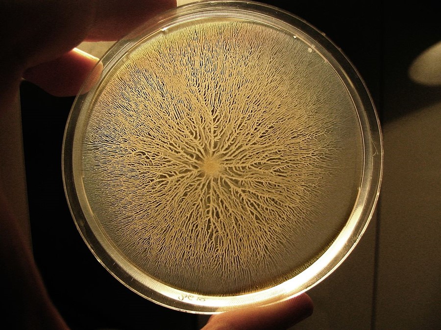 Bacillus subtilis-Bakterien